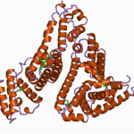 Human Albumin