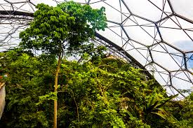 Indoor rainforest