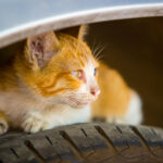 cat hide inside the car over the tire